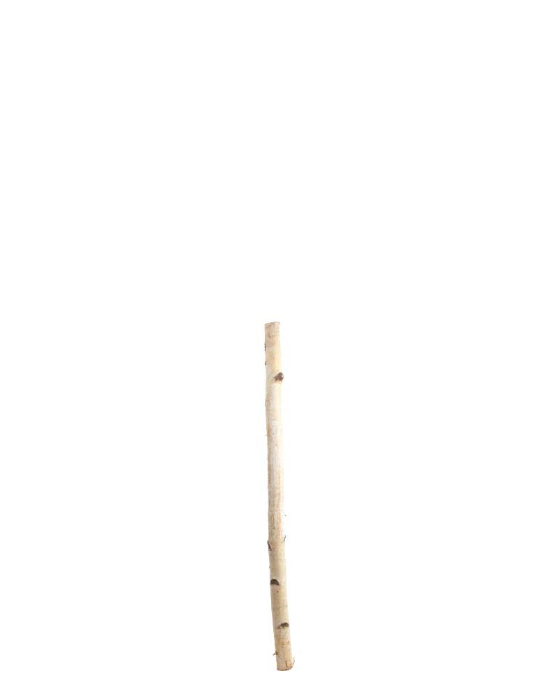 Birch Pole 3'