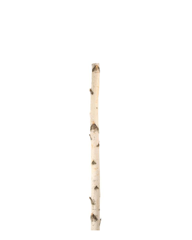 Birch Pole 6'