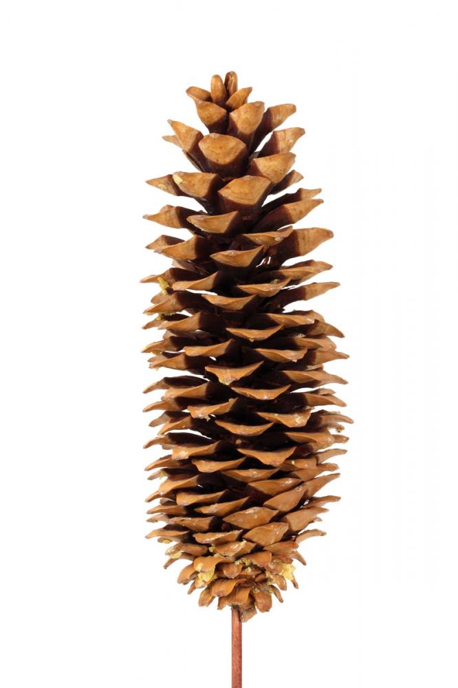 Sugar Cone on Stick Natural 9-12"