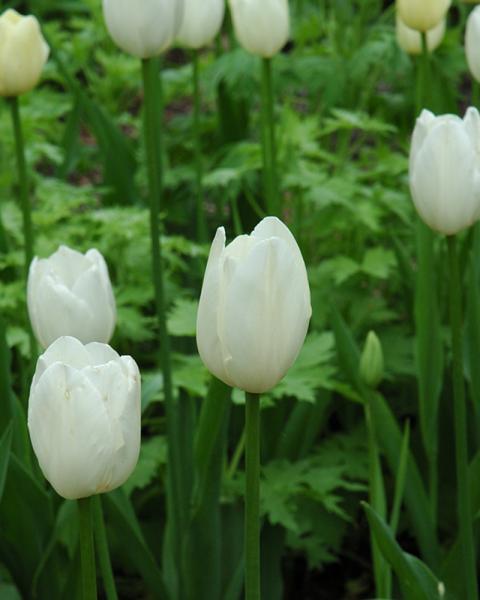 Tulip Darwin Hybrid Hakuun 7 bulbs/pkg