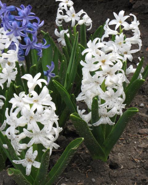 Hyacinth Carnegie 5 bulbs/pkg