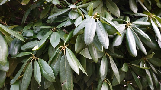 Evergreen Broadleaf Shrubs