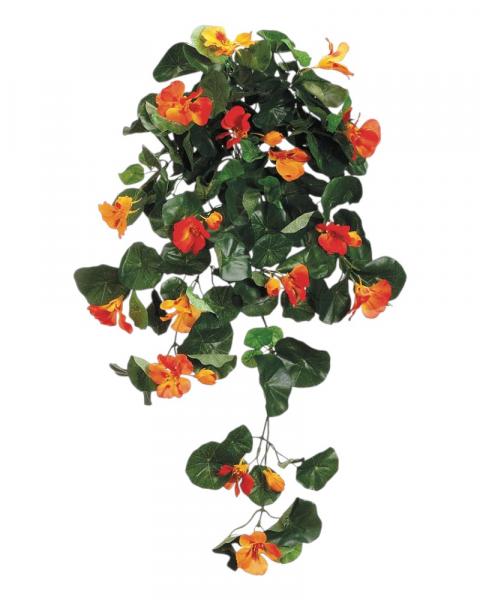 Nasturtium Hanging Bush Orange