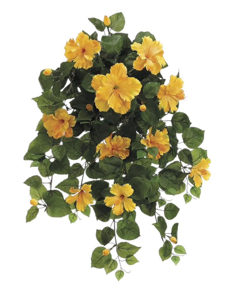 Hibiscus Hanging Bush Yellow