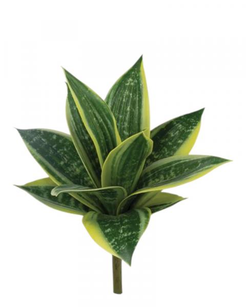 Snake Plant 10" Grn/cem/yllw