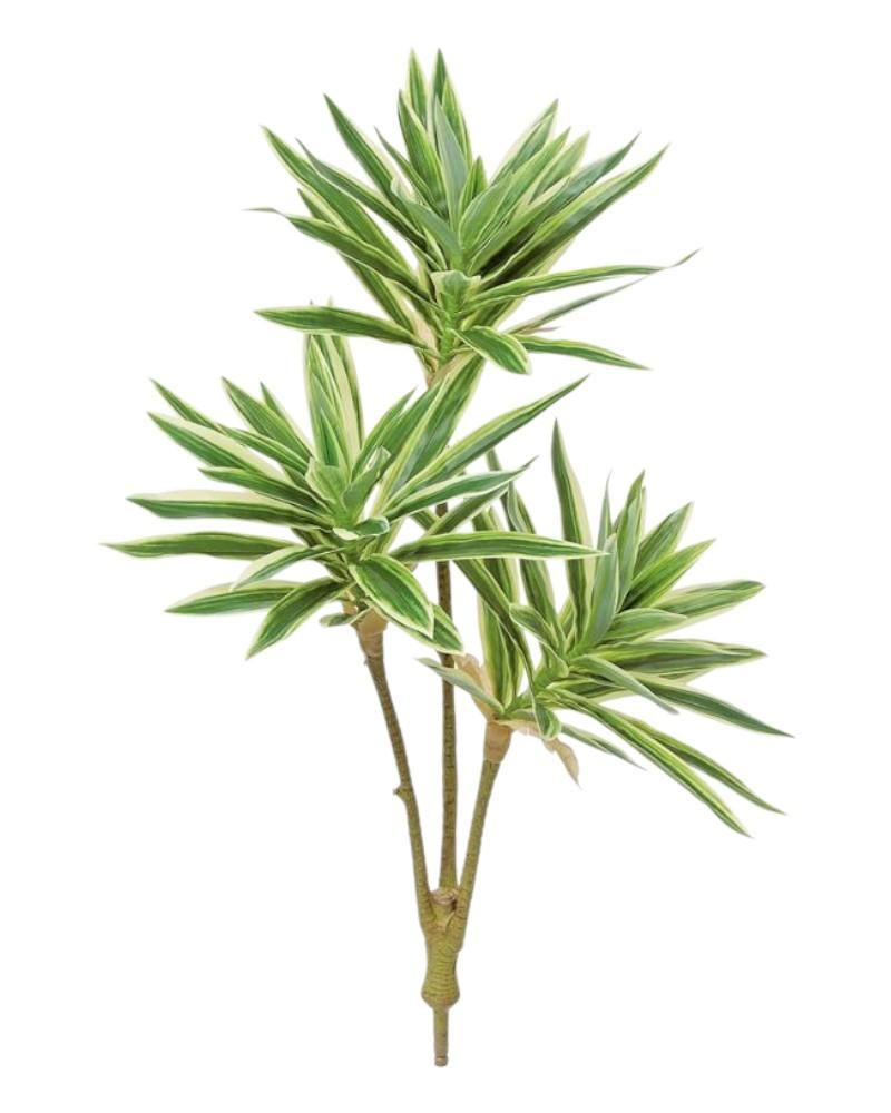 Dracaena Jamaica 23.5" Grn/wht