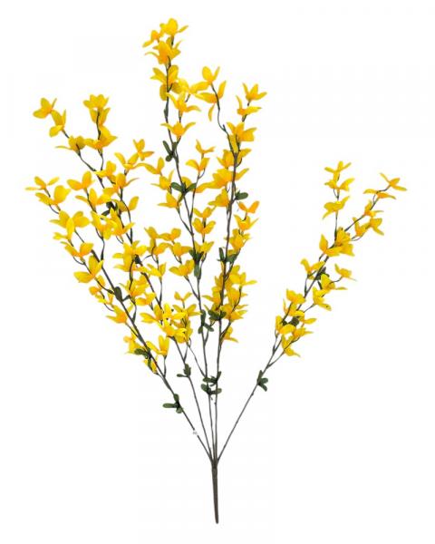 Forsythia Bush Yellow