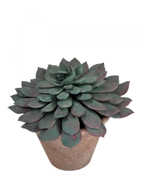 Plastic Succulent 5.5" Asst