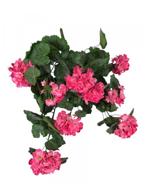 Hanging Geranium Bush 22 Pink Uv