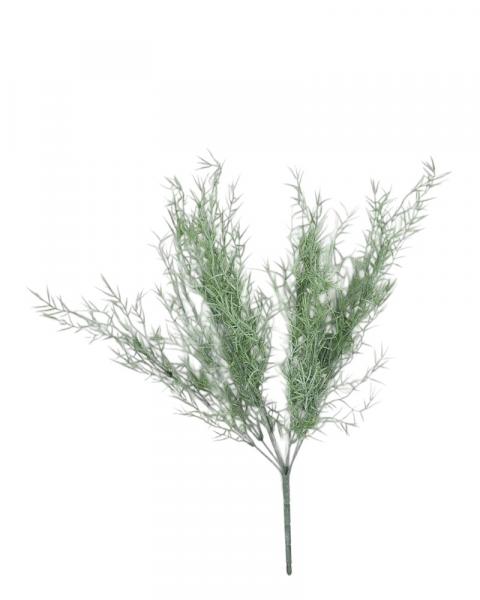 Springeri Bush 25"