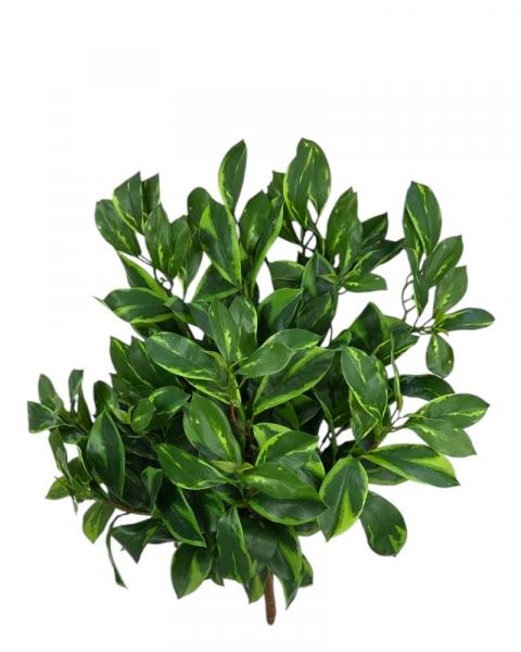 Fagraea Ceilanica 24" Uv Variega