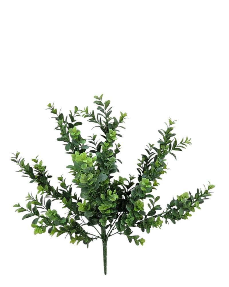 English Boxwood Bush Tt Green