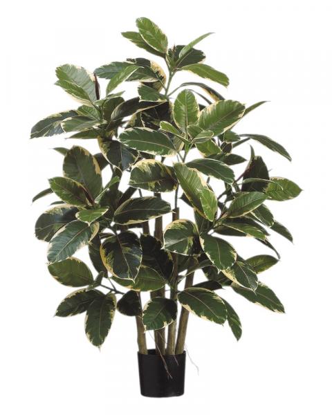 Rubber Leaf Plant Potted 39" Vg
