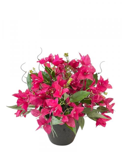 Potted Arrngmnt Bougainvillea