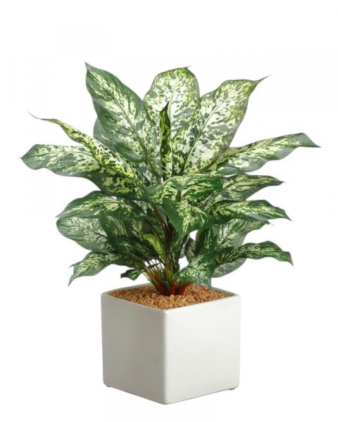 Dieffenbachia Plant Potted 17.75