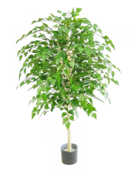 Silver Birch 6' 2100 Leaves