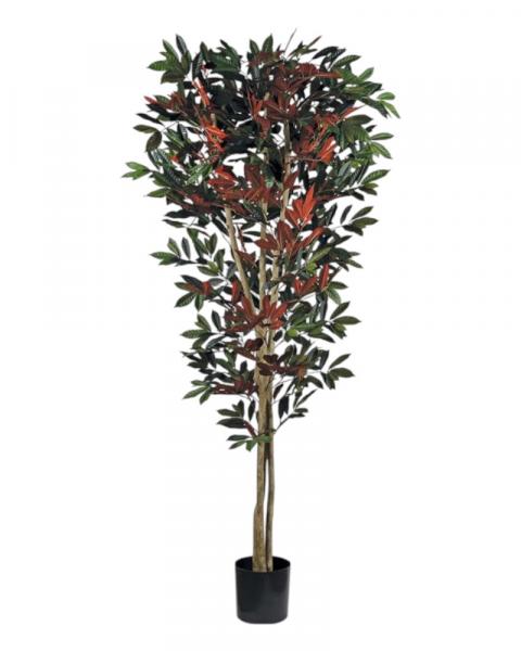 Deluxe Capensia Tree 6" Red/grn