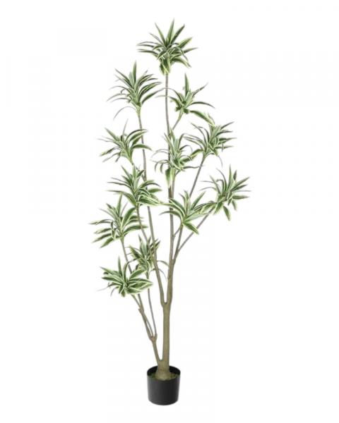 Darcaena Jamaica 71" Green/white