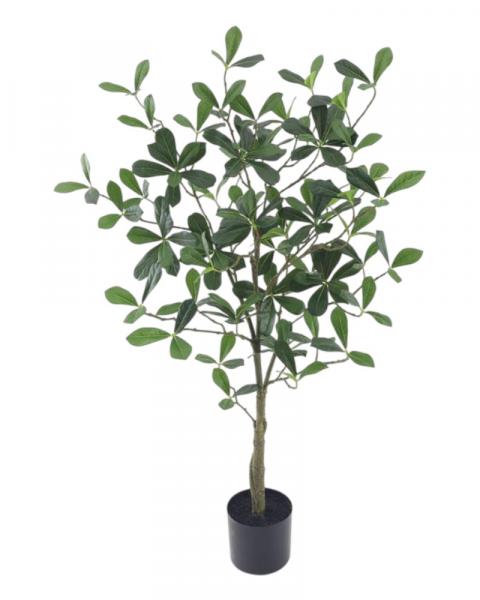 Indian Almond 3' 442 Lvs Green