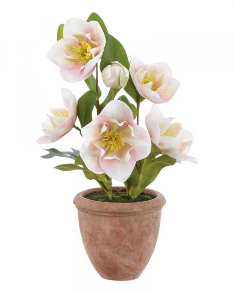 Helleborus/pot 12" Pink/green