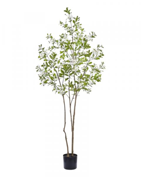 Rose Myrtle Tree 81.5" White