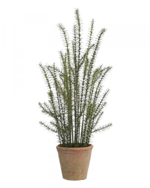 Rosemary/pot 37" Green