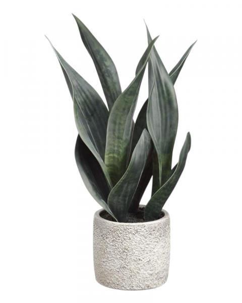 Sansevieria/pot 15" Gr/tt