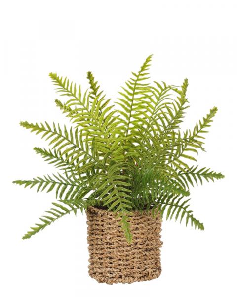Boston Fern Basket 15" Green