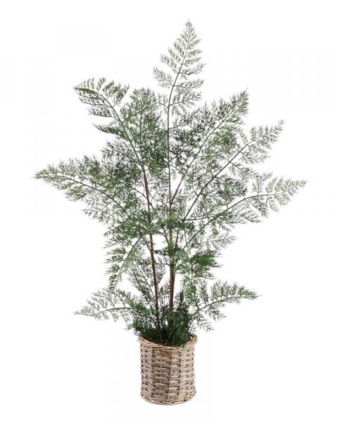 Hen/chicken Fern 31" Green
