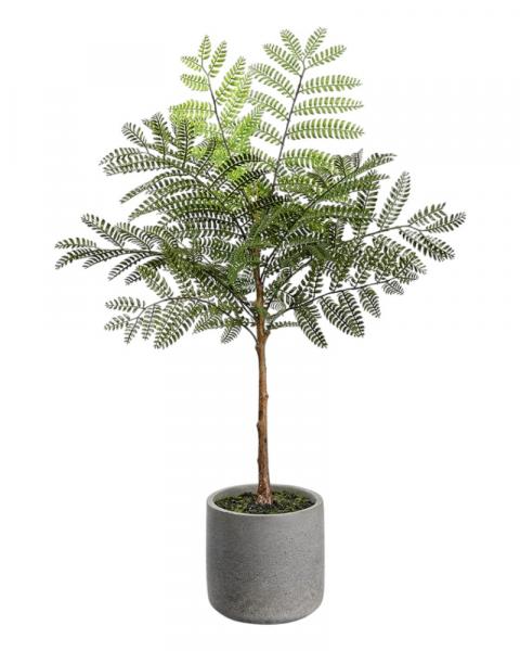Jacaranda Fern/pot 24" Green