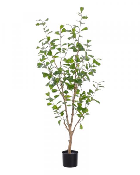 Ficus Triangularis Shape 5' Gr
