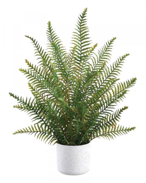 Fern In Plastic Pot 24" Green