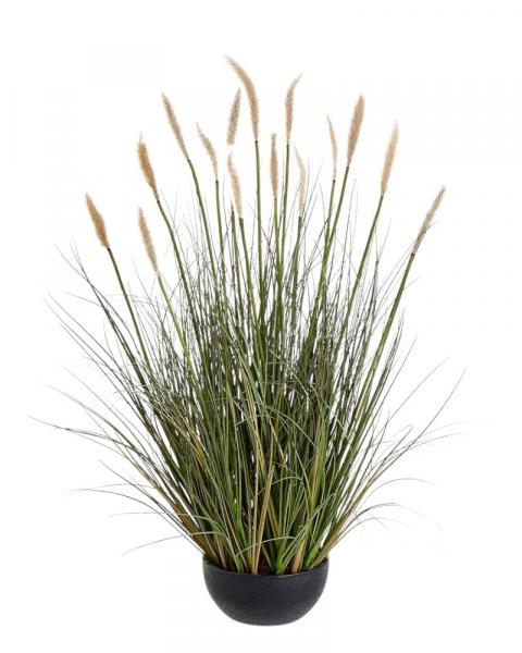 Foxtail Grass/pot 28" Cream