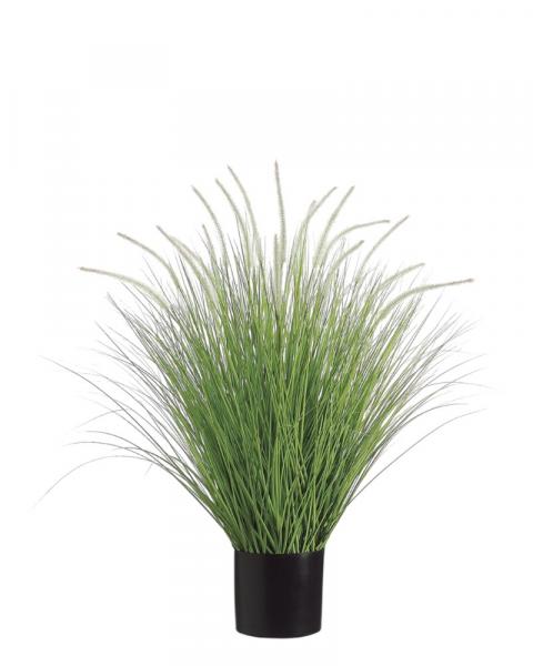 Dog Tail Onion Grass 39" Gr/cr