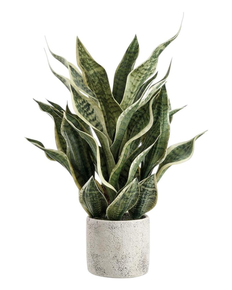 Sansevieria Plant 26" Gr/gy