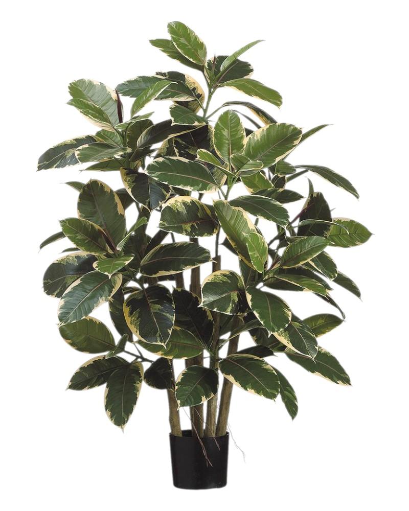 Rubber Leaf Plant Potted 39" Vg
