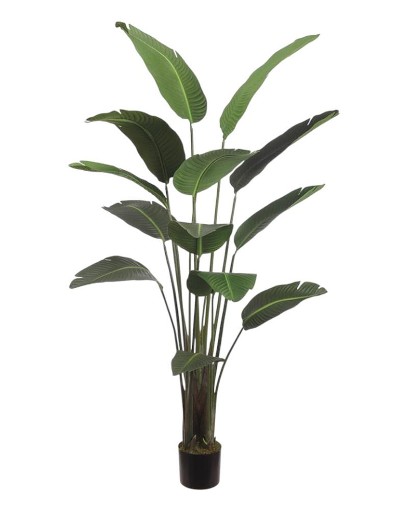 Bird Of Paradise Potted 75"