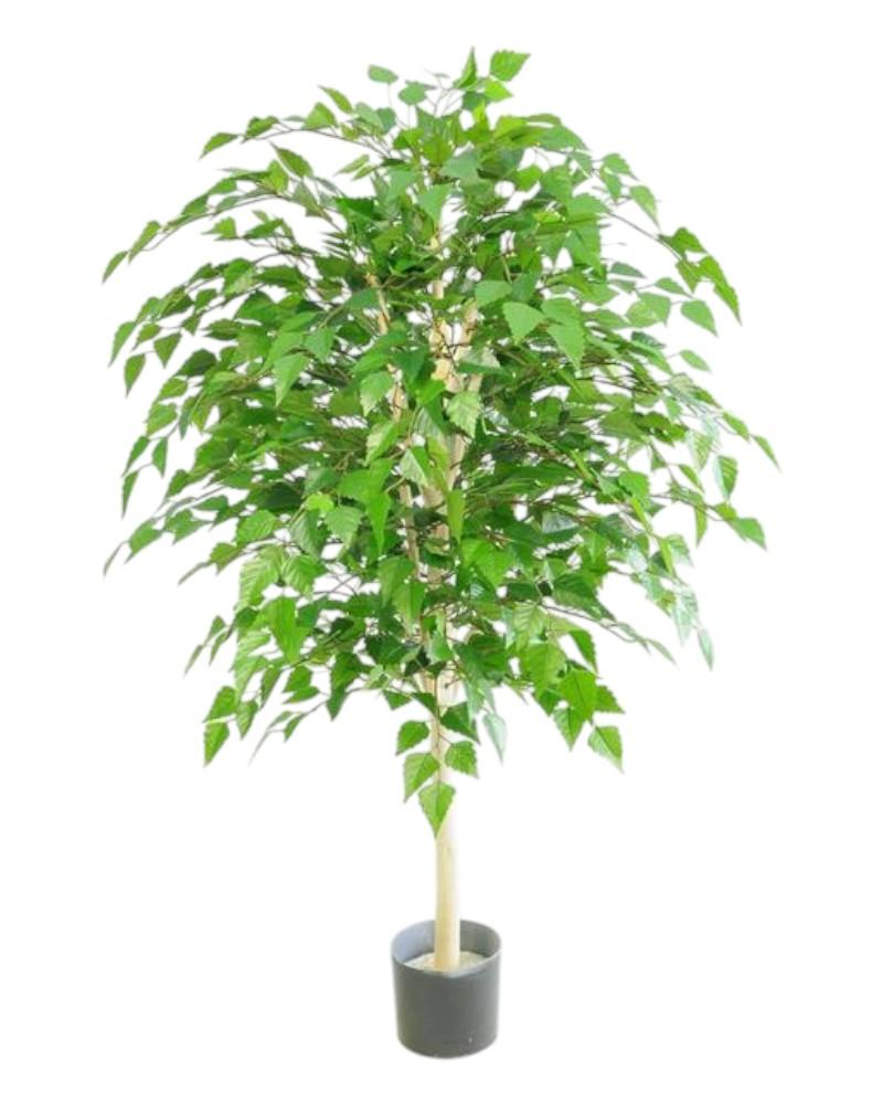 Silver Birch 6' 2100 Leaves