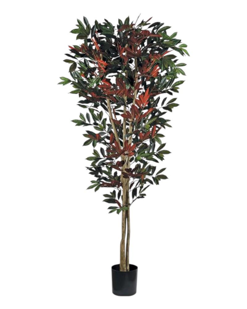 Deluxe Capensia Tree 6" Red/grn