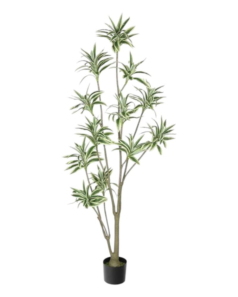 Darcaena Jamaica 71" Green/white