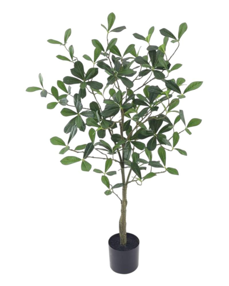 Indian Almond 3' 442 Lvs Green