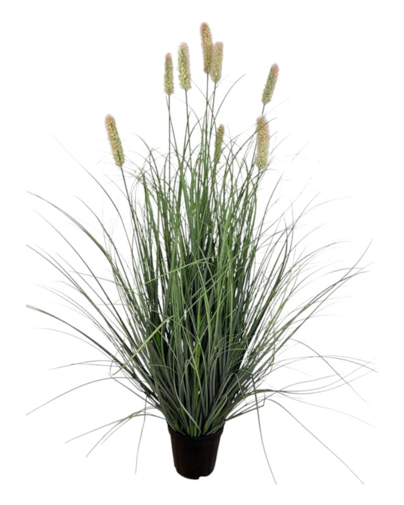 Onion Grass Potted 35" Grn/Crm