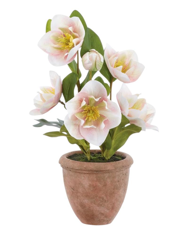 Helleborus/pot 12" Pink/green