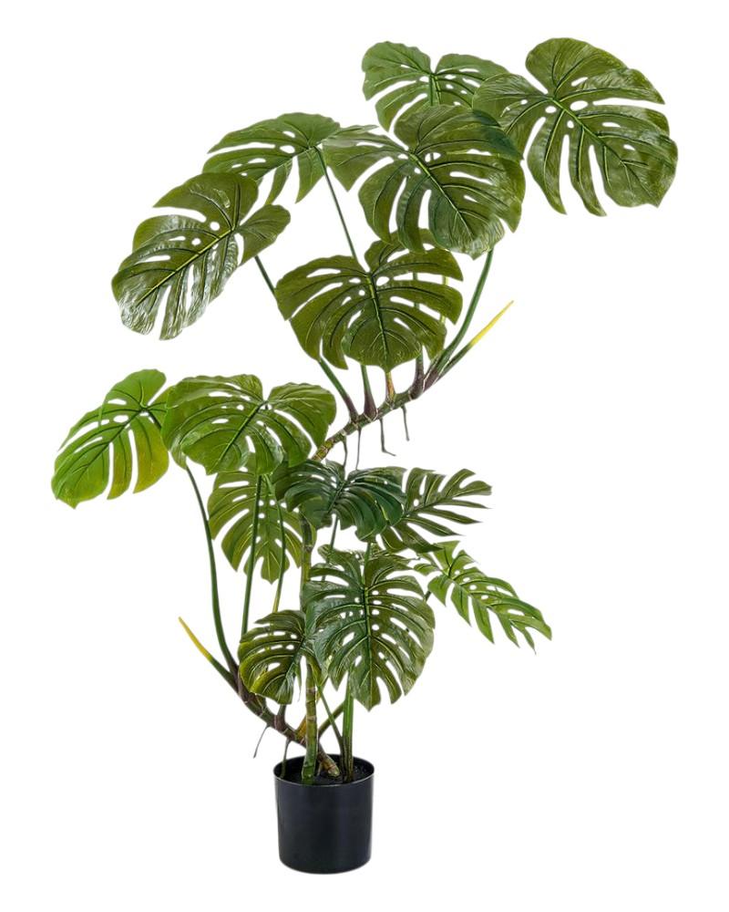 Monstera Tree Potted 5" Green