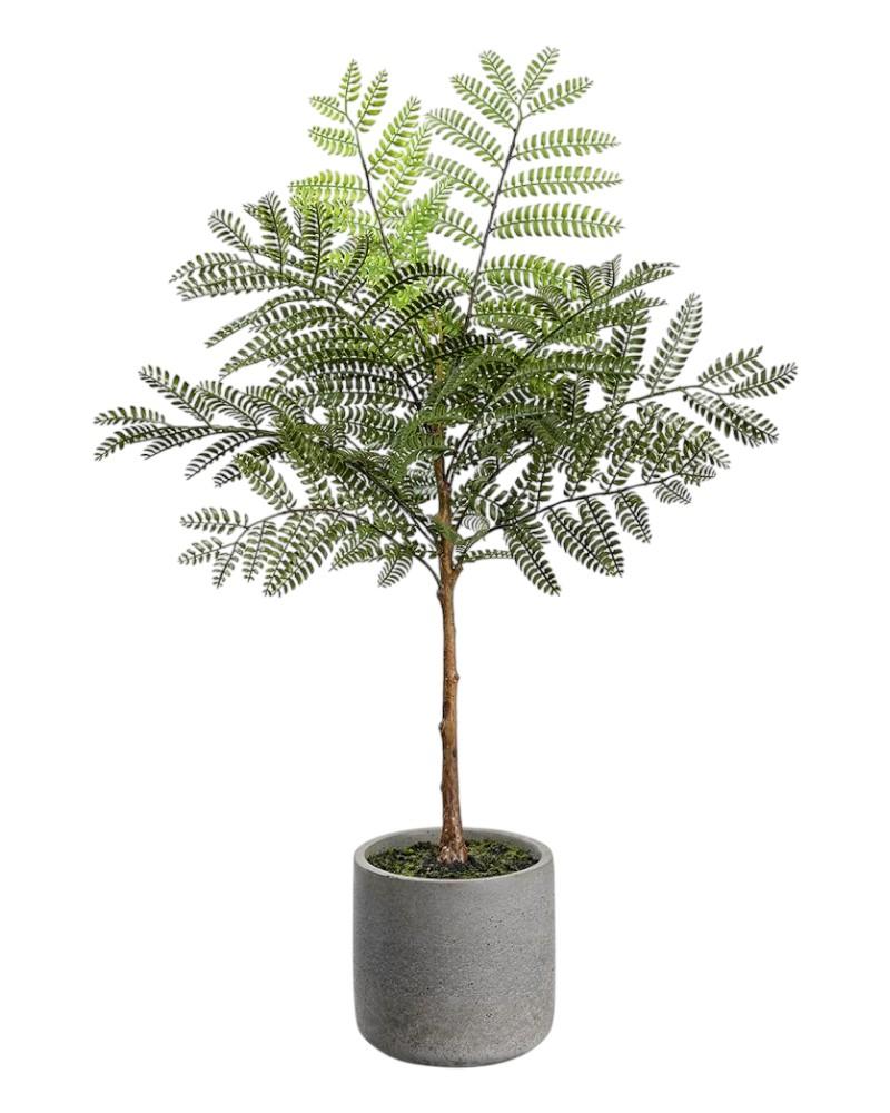 Jacaranda Fern/pot 24" Green
