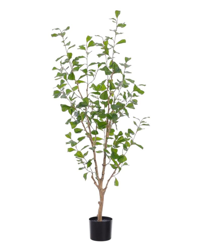 Ficus Triangularis Shape 5' Gr