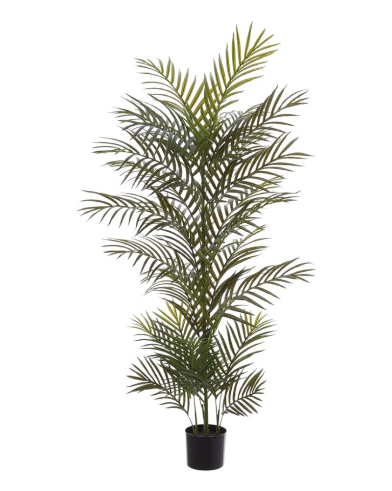 Areca Palm Tree Potted 5' Green