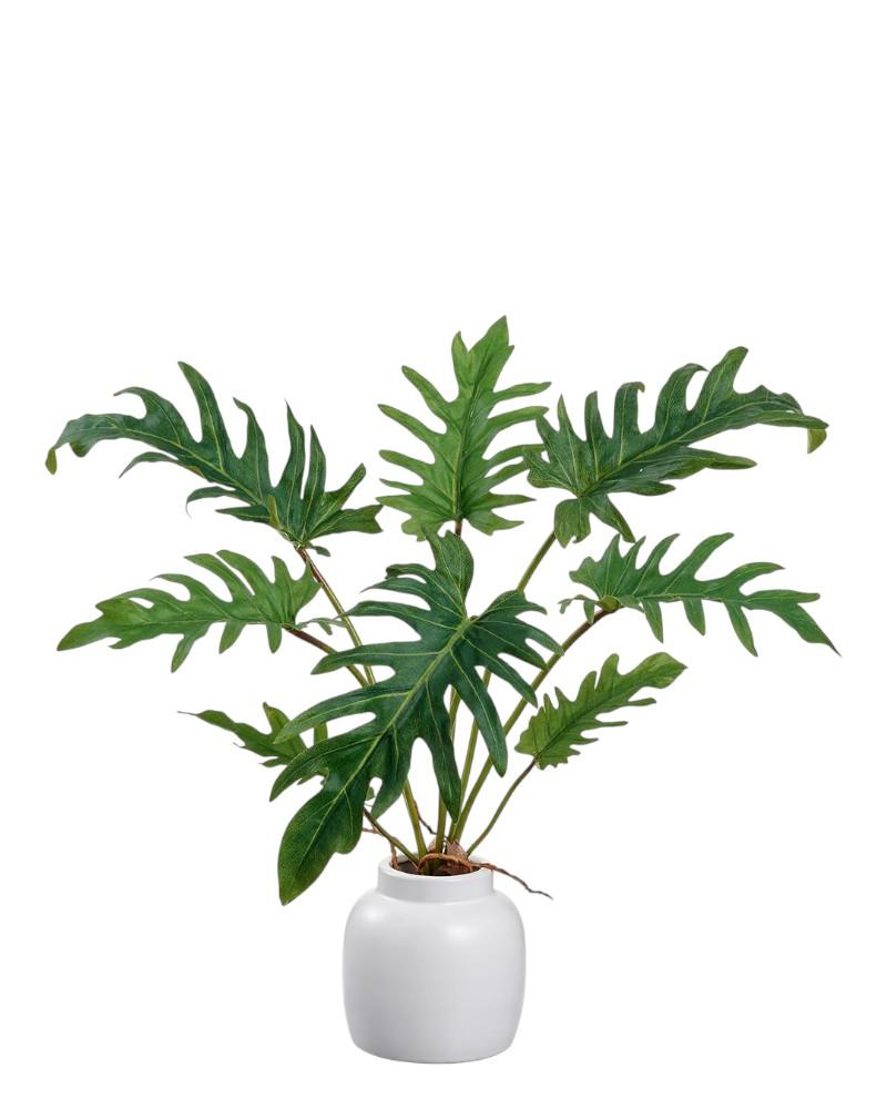 Selloum Philodendron 15" Green
