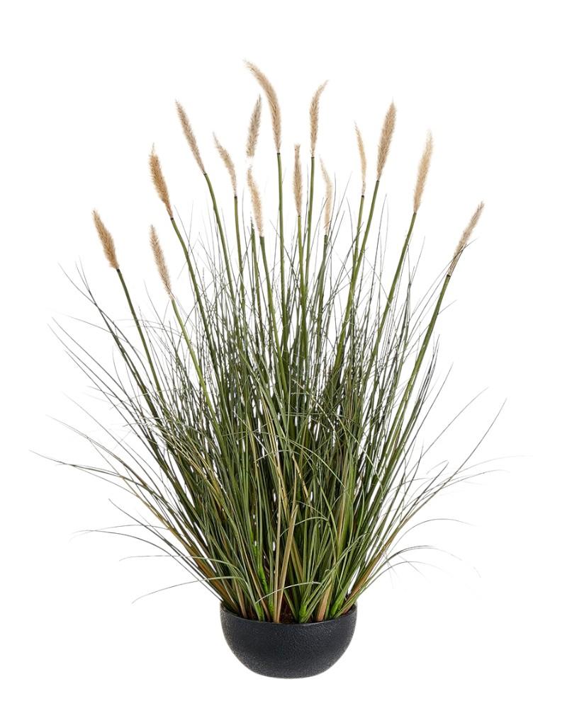 Foxtail Grass/pot 28" Cream
