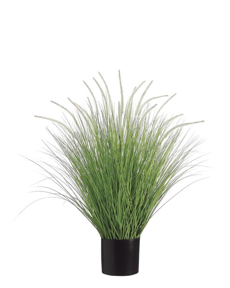 Dog Tail Onion Grass 39" Gr/cr
